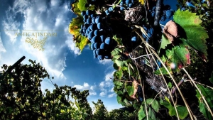 La Scalata alza i calici e brinda con i vini delle cantine pattesi