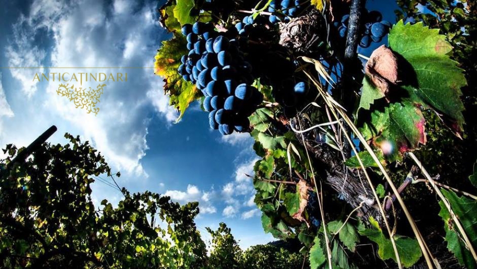 La Scalata alza i calici e brinda con i vini delle cantine pattesi